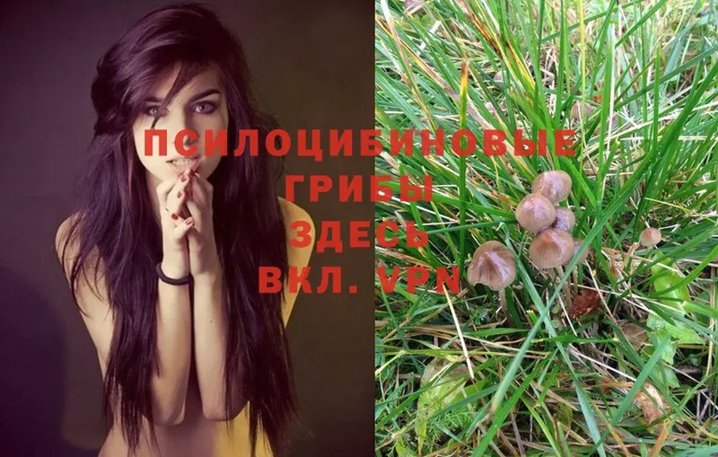 Псилоцибиновые грибы Magic Shrooms  Череповец 